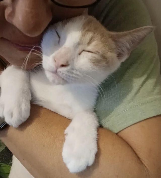 cat hug indy