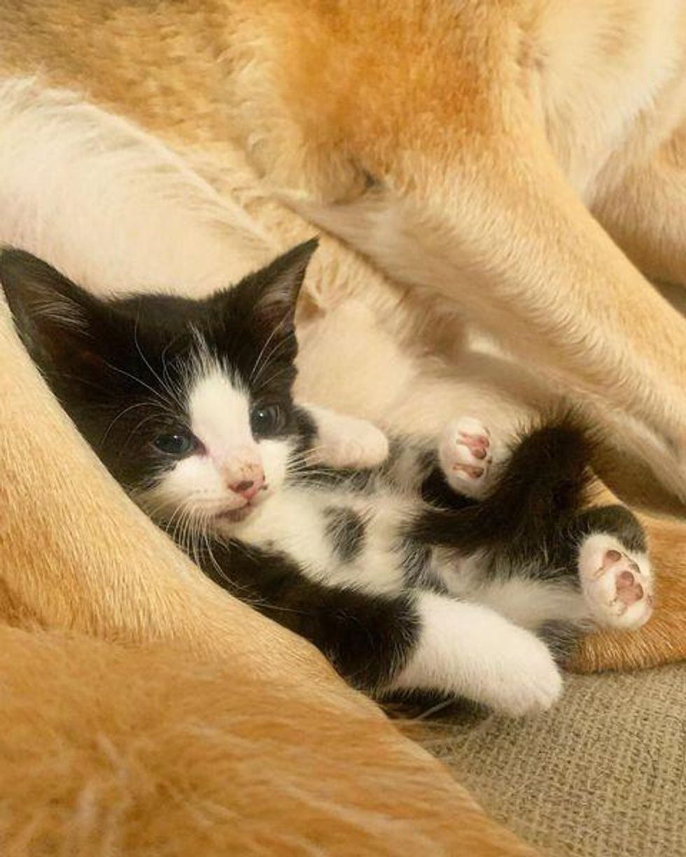 kitten snuggling dog