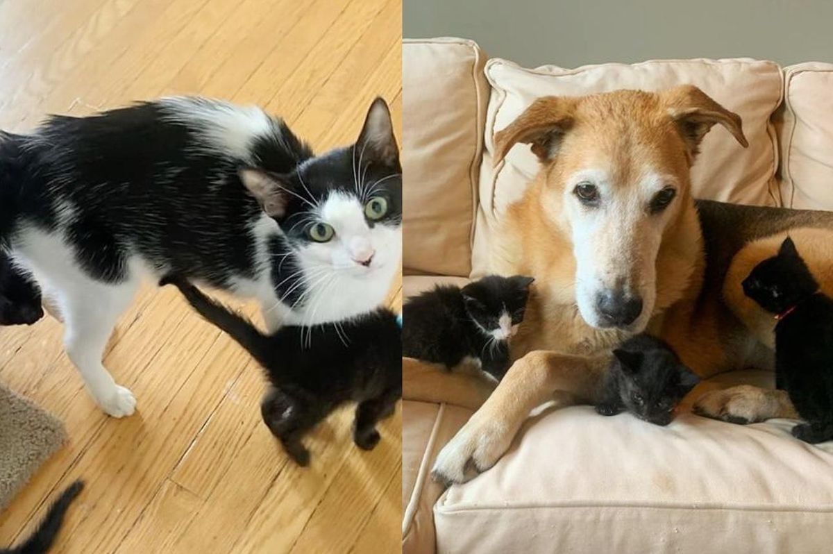Cat Warms Up to a Dog When She Realizes They Can Co-parent Her Kittens Together