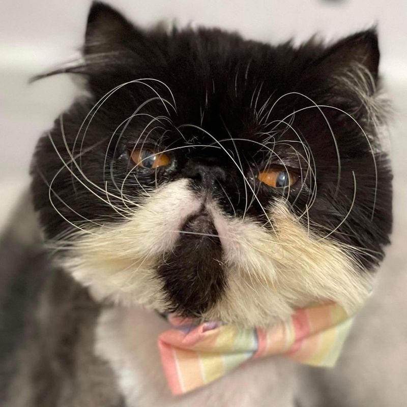 persian cat bowtie