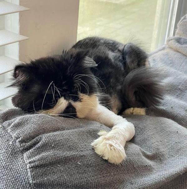 cat hugging couch