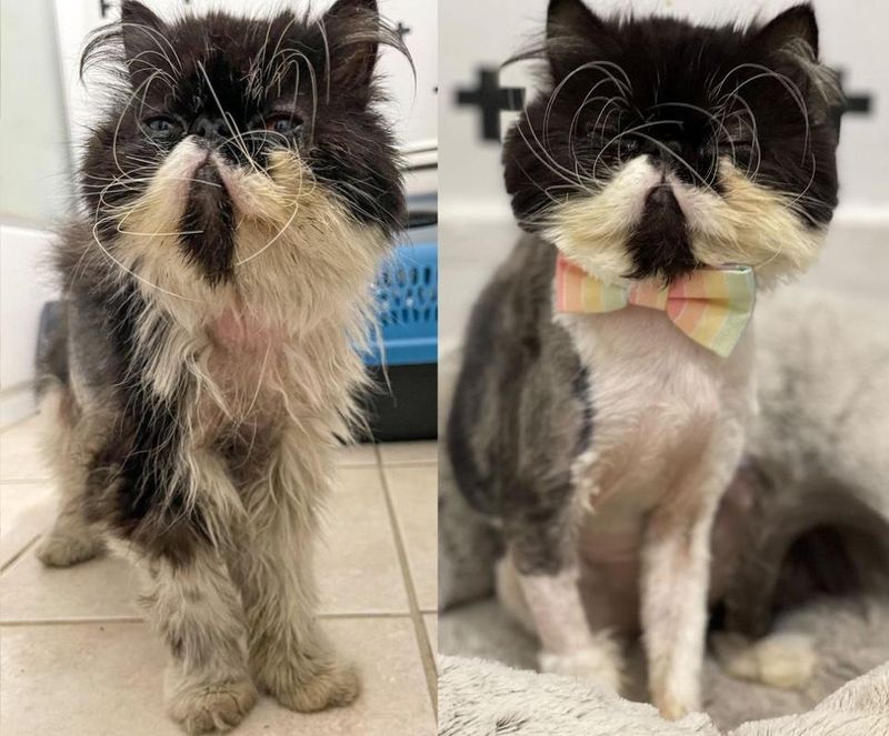 then and now cat rescue