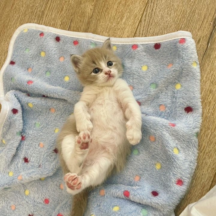 roly poly kitten