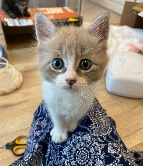 lap kitten curious