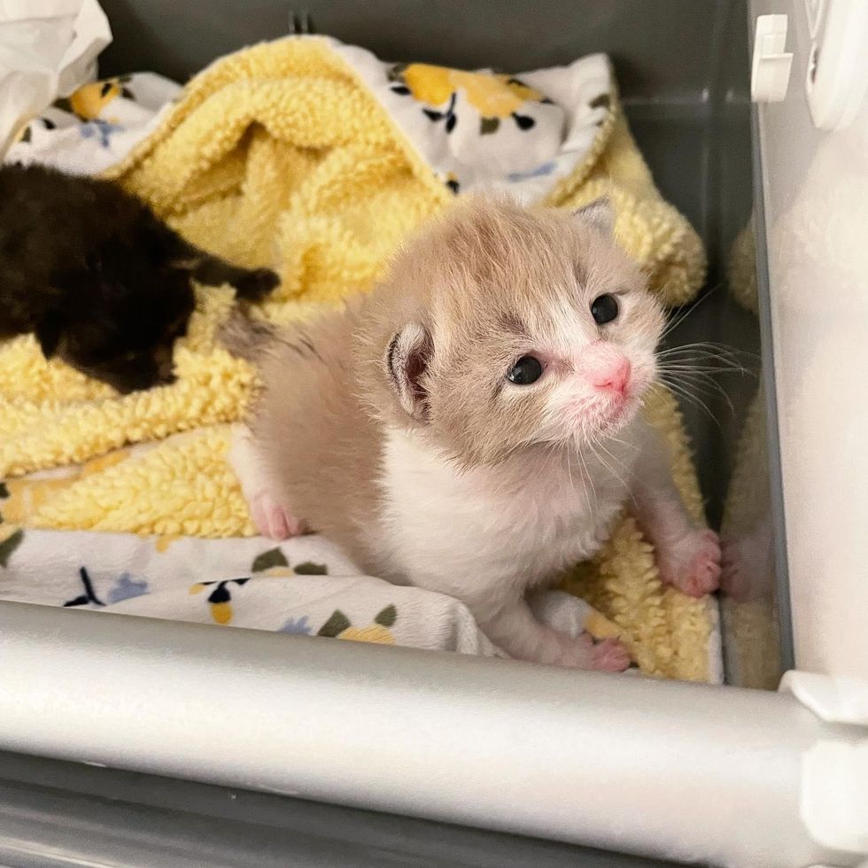 Two Miracle Kittens Give Each Other Unwavering Support Since They Were