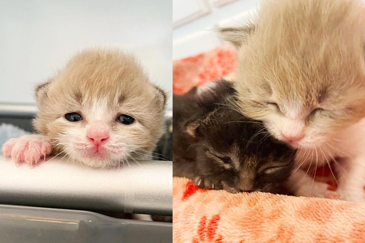 Two Miracle Kittens Give Each Other Unwavering Support Since They Were 3 Days Old
