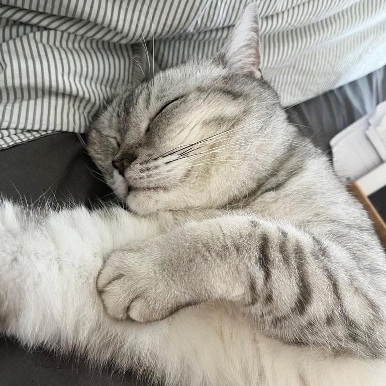 sleeping cat shorthair