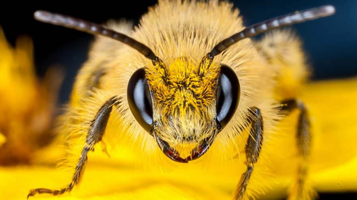 What Will Happen If We Lose The Bees To Pesticides? Let's Not Find Out