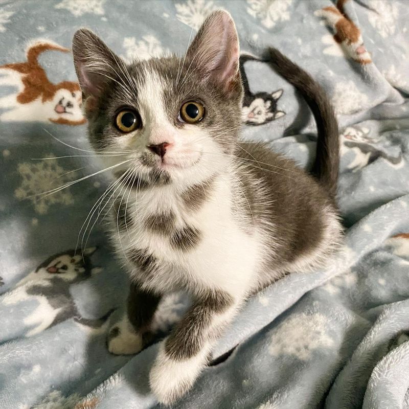 kitten Dalmatian markings