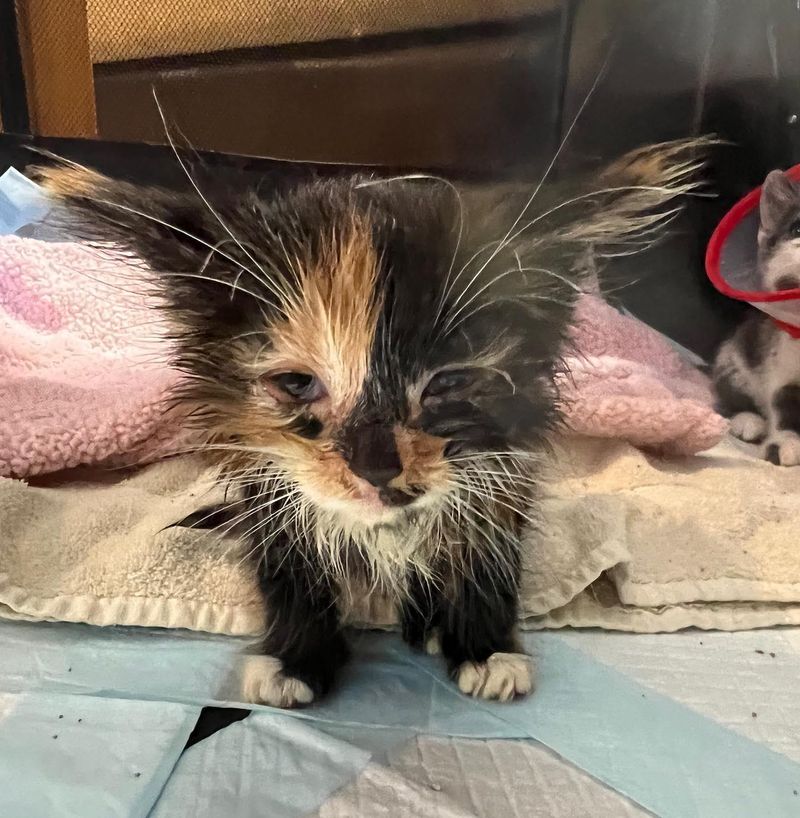 calico rescue kitten