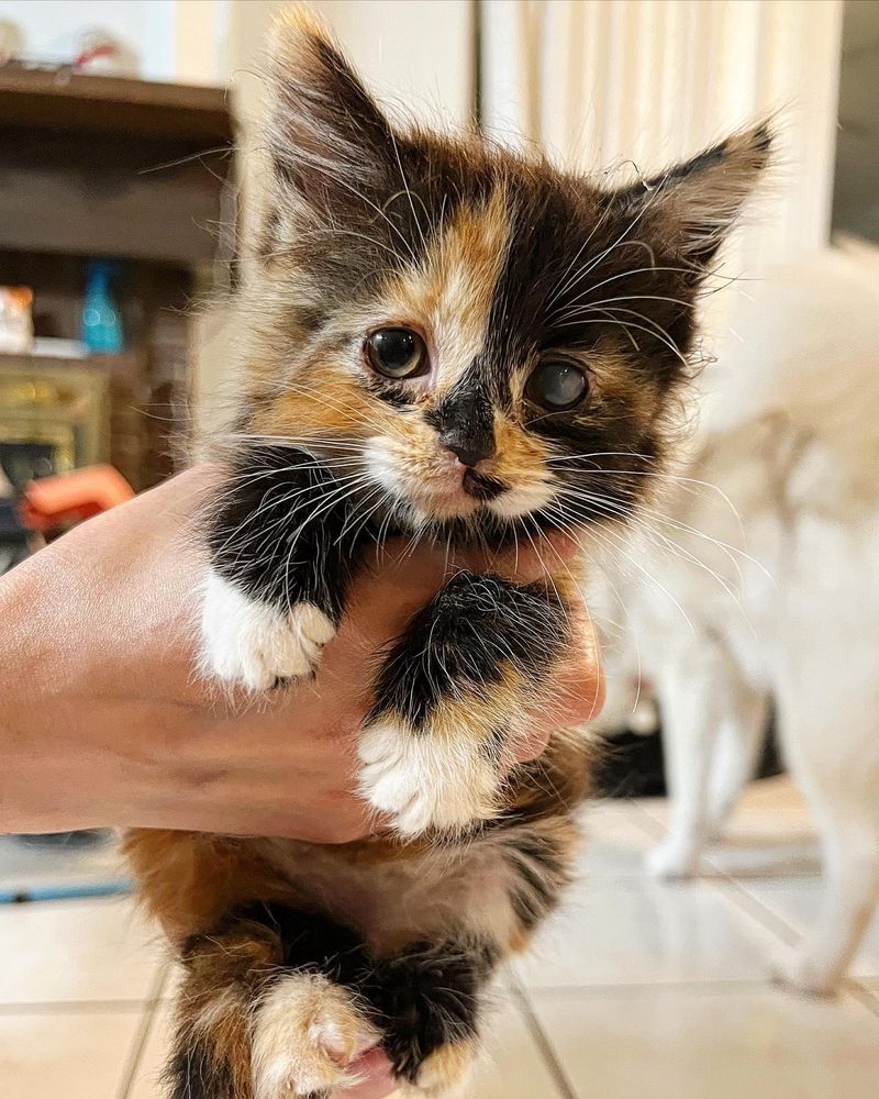 tiny calico kitten