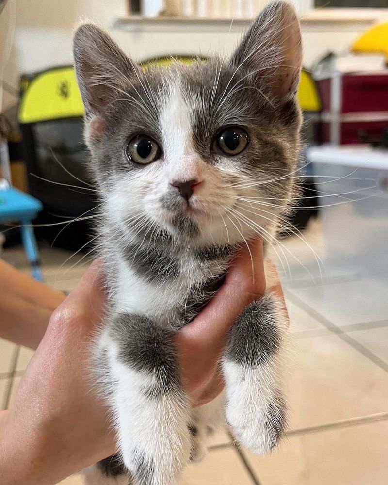 smiley happy kitten