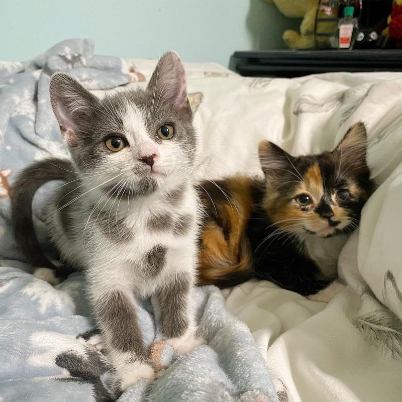 dalmatian calico kittens