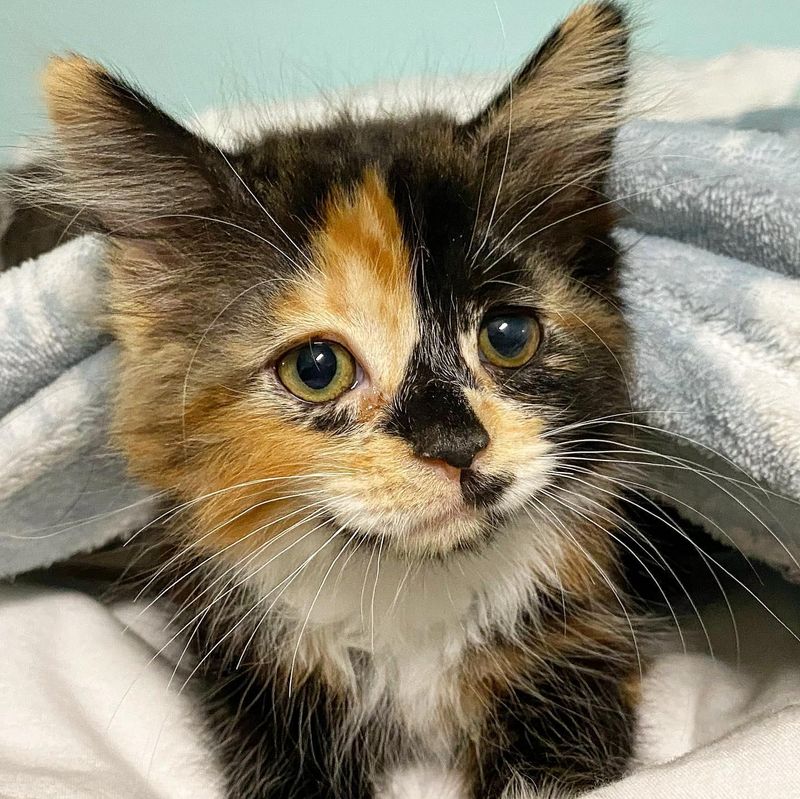 calico kitten sweet