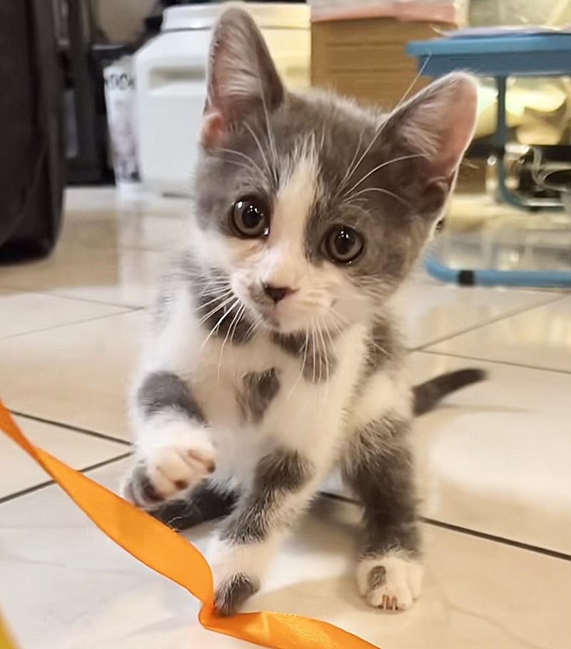 playful kitten spice