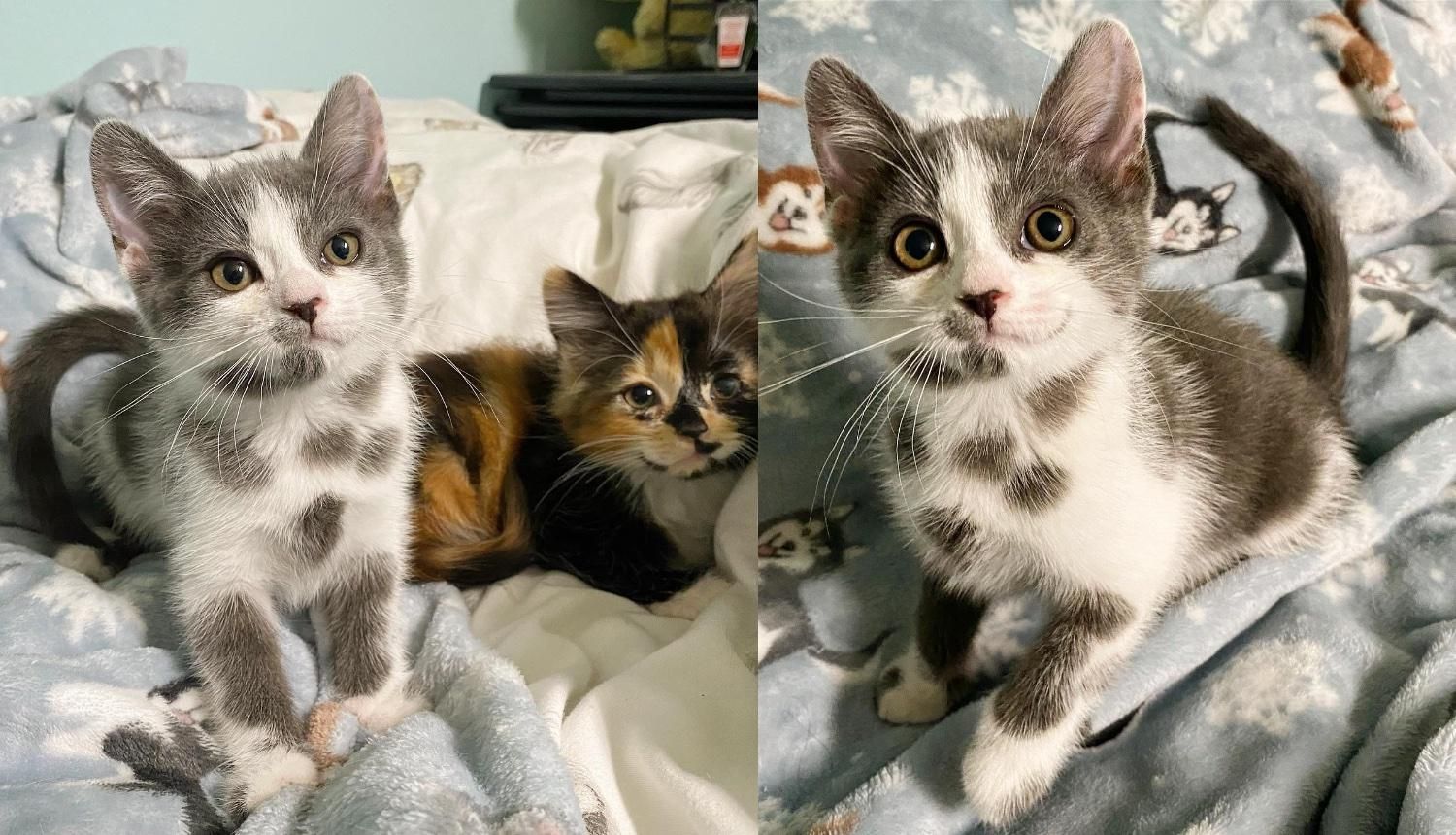 'Dalmatian' Kitten and Her Sister Overcome Everything Together