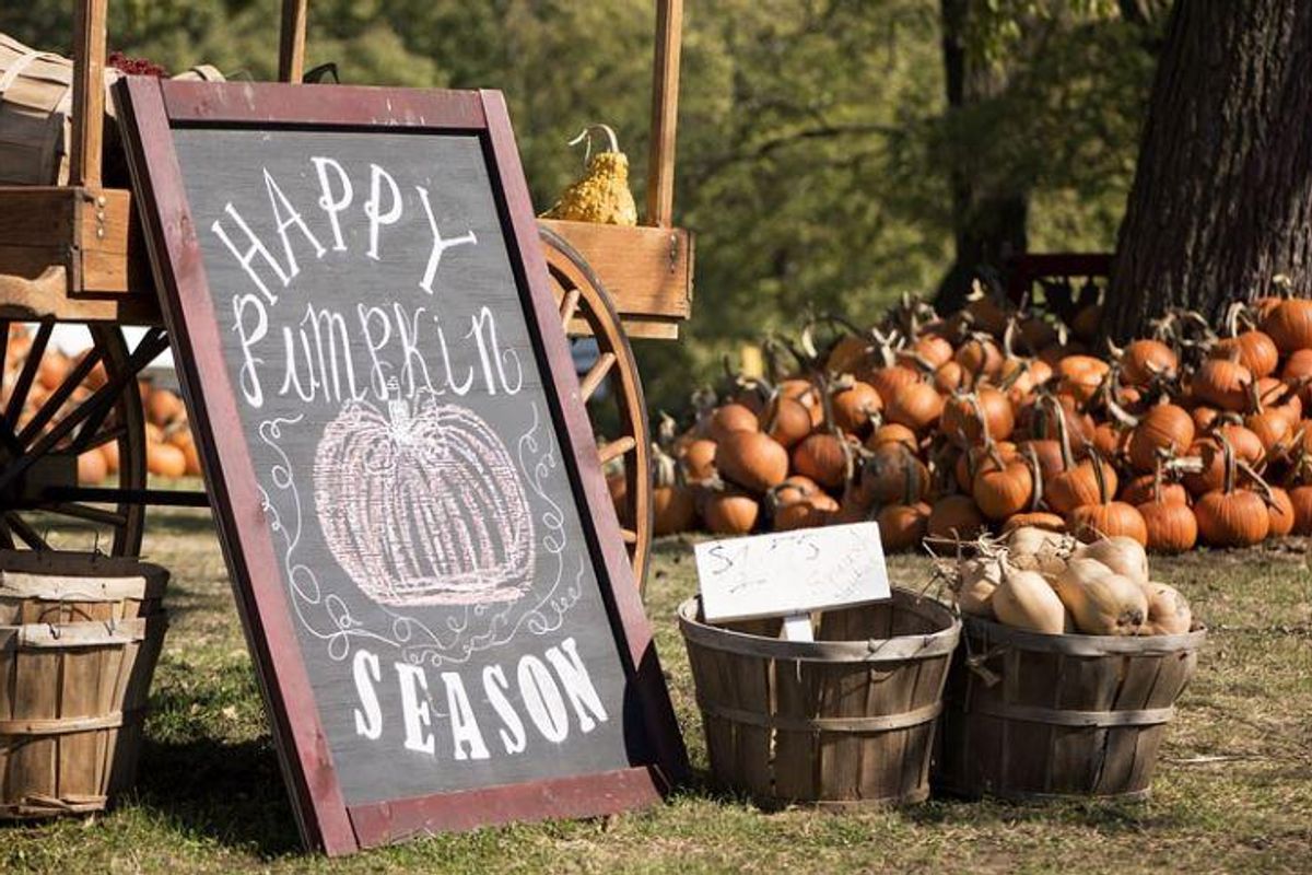 thankful pumpkin, amy latta, thanksgiving
