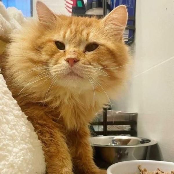 fluffy orange cat