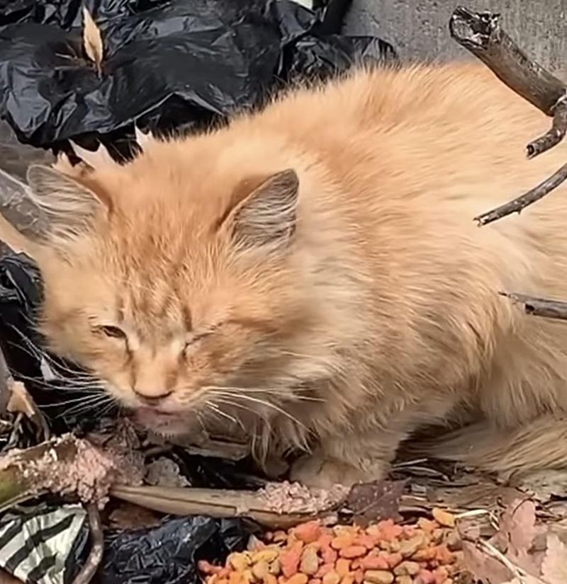 stray cat eating