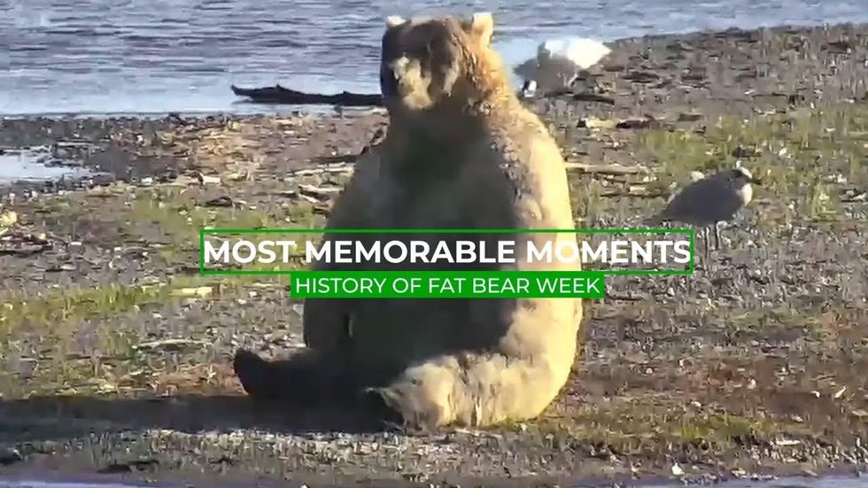 Chonky and they know it: Voting starts in Fat Bear Week – WABE