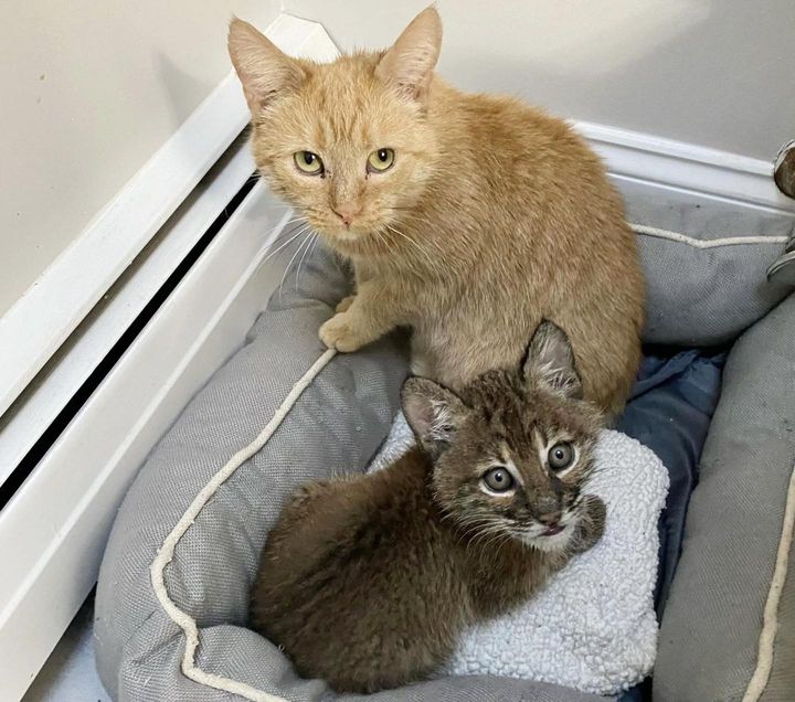 bobcat kitten orange cat