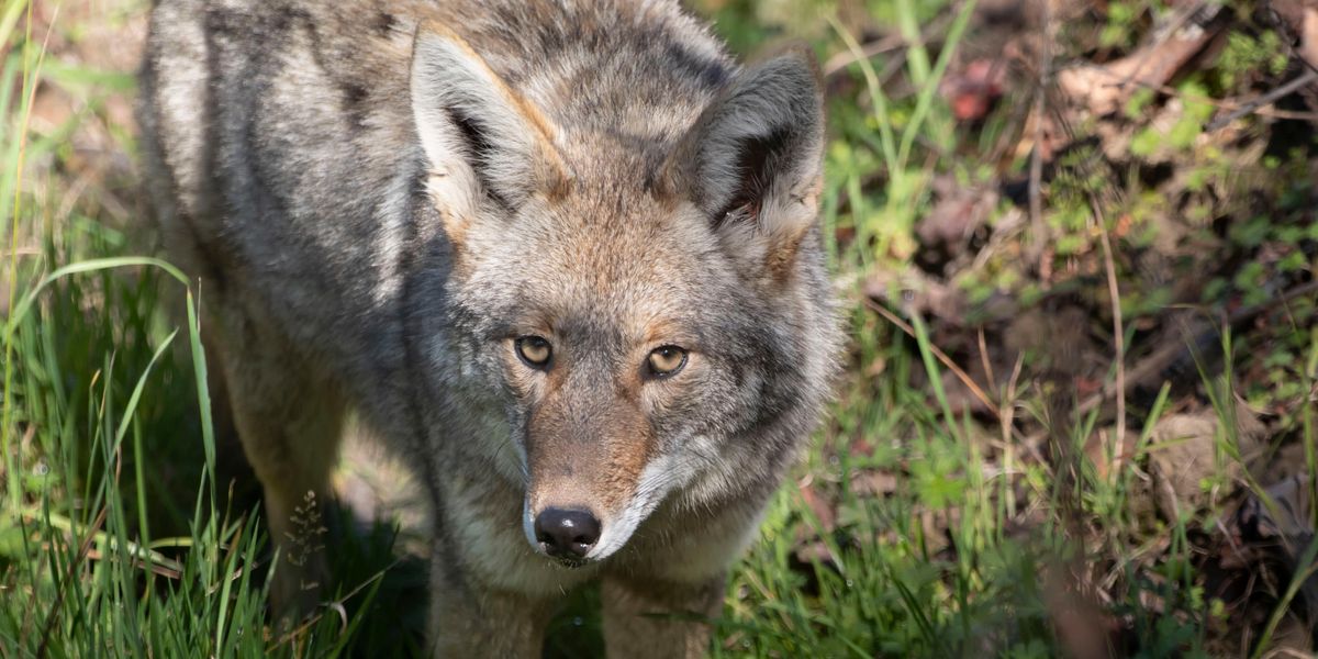 Coyotes Live in New York City, and They’re Good Neighbors