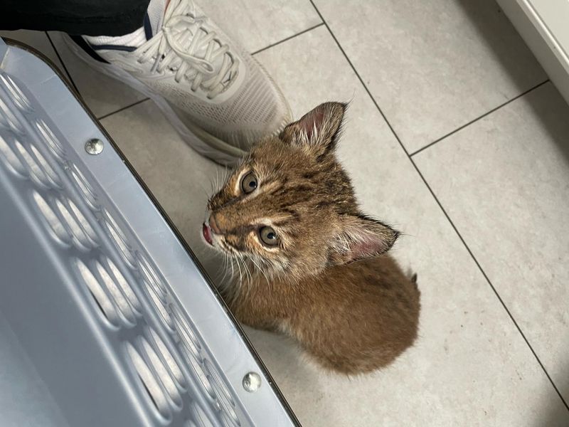 young bobcat kitten