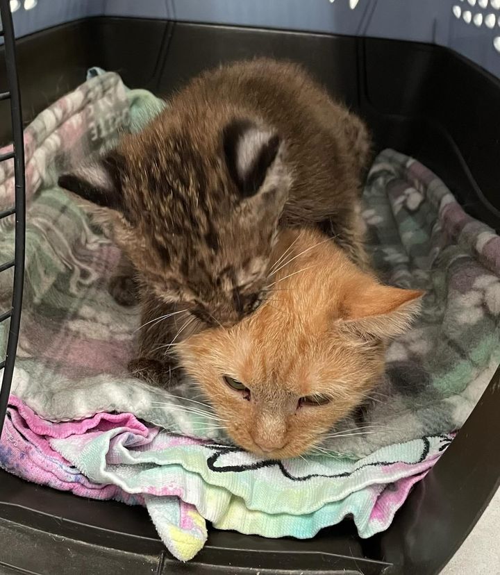 bobkitten hugs cat