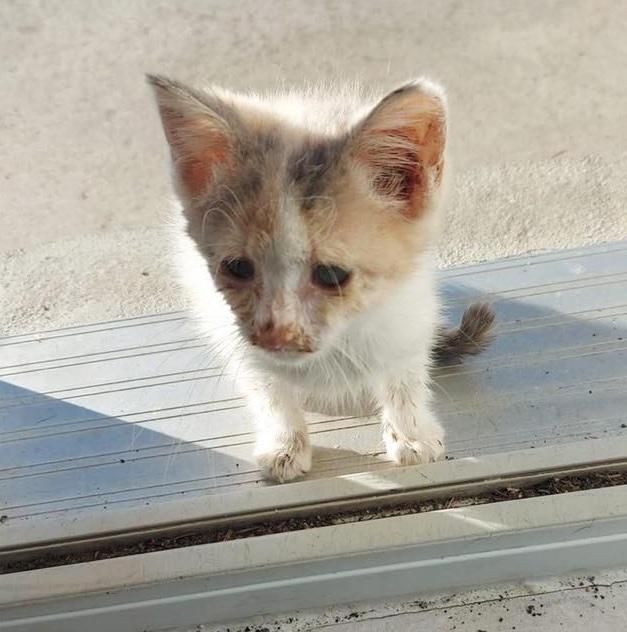 stray kitten door