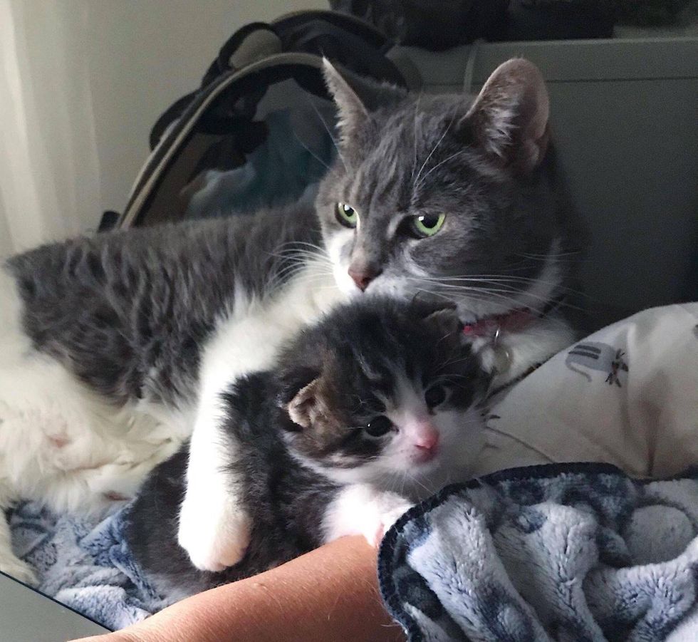Lone Kitten Walks Up to a Door and Demands Attention, Now She Has a Cat