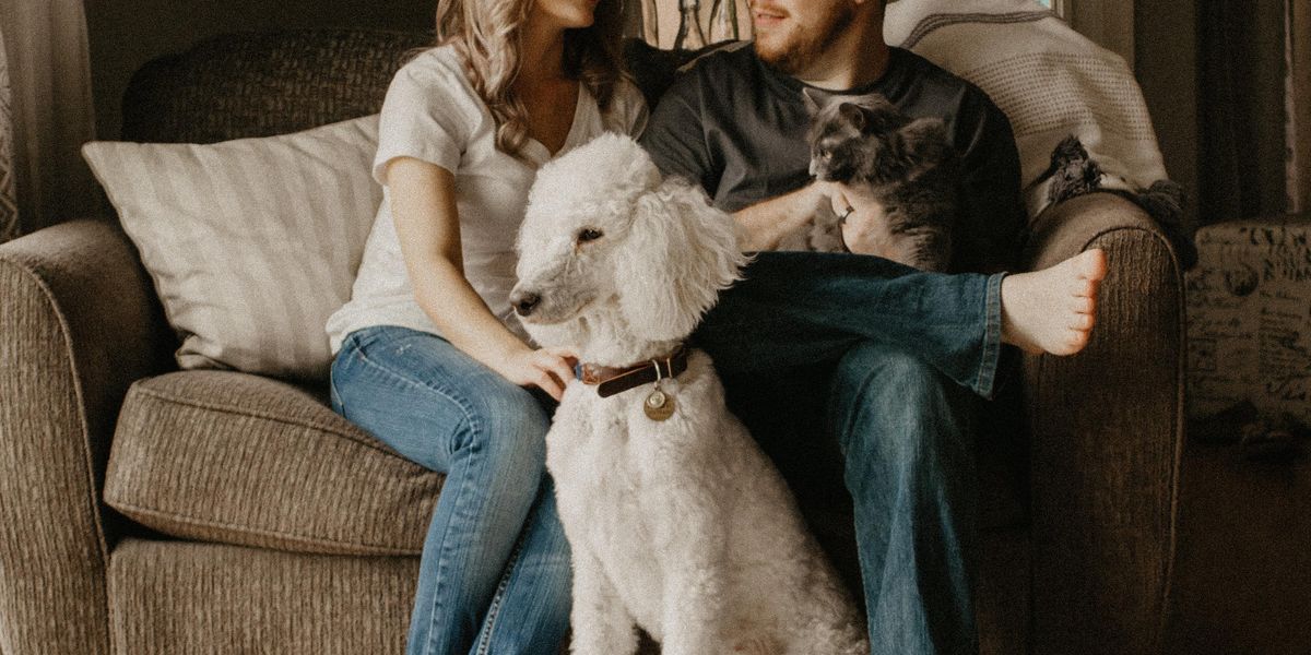 couple sitting on sofa behind large white dog