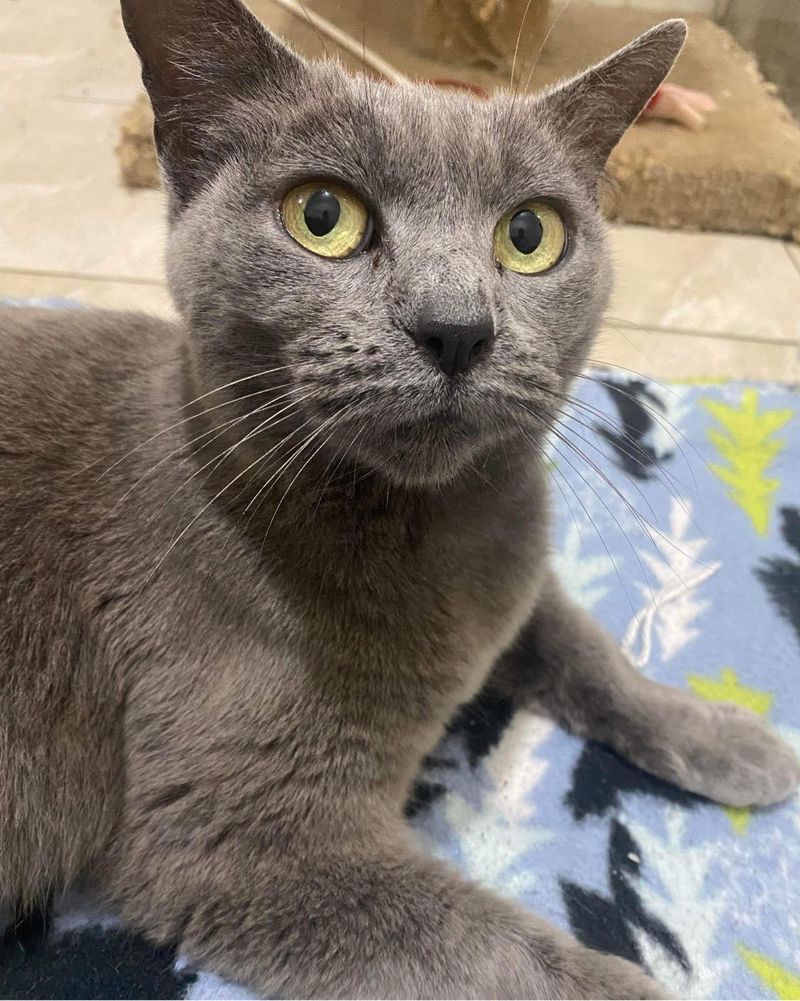 burmese cat smokey