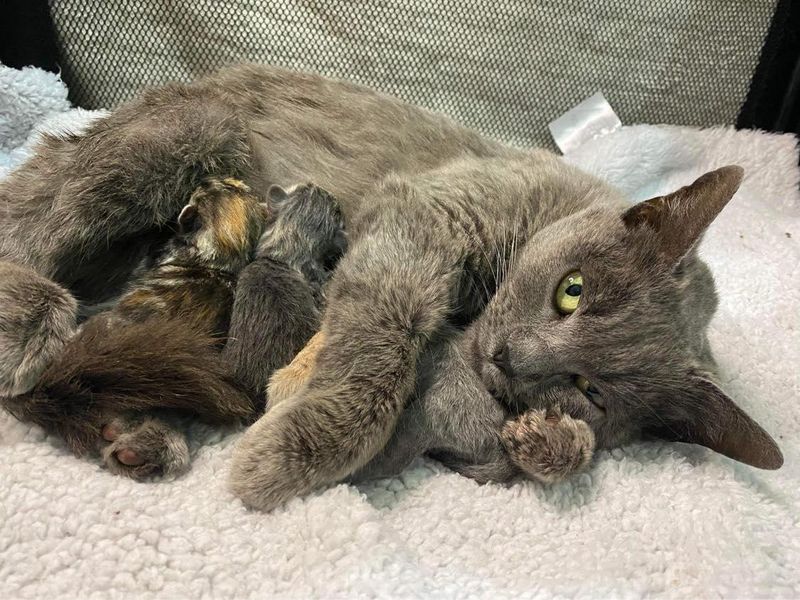 loving cat mom, nursing kittens