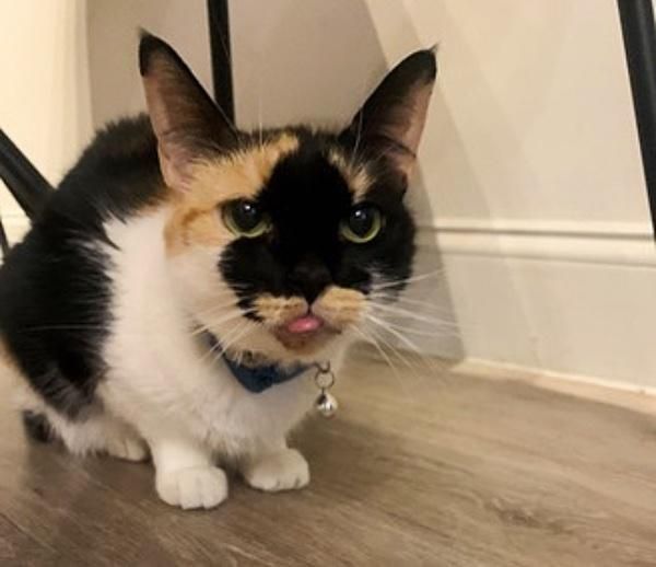 calico cat tongue out