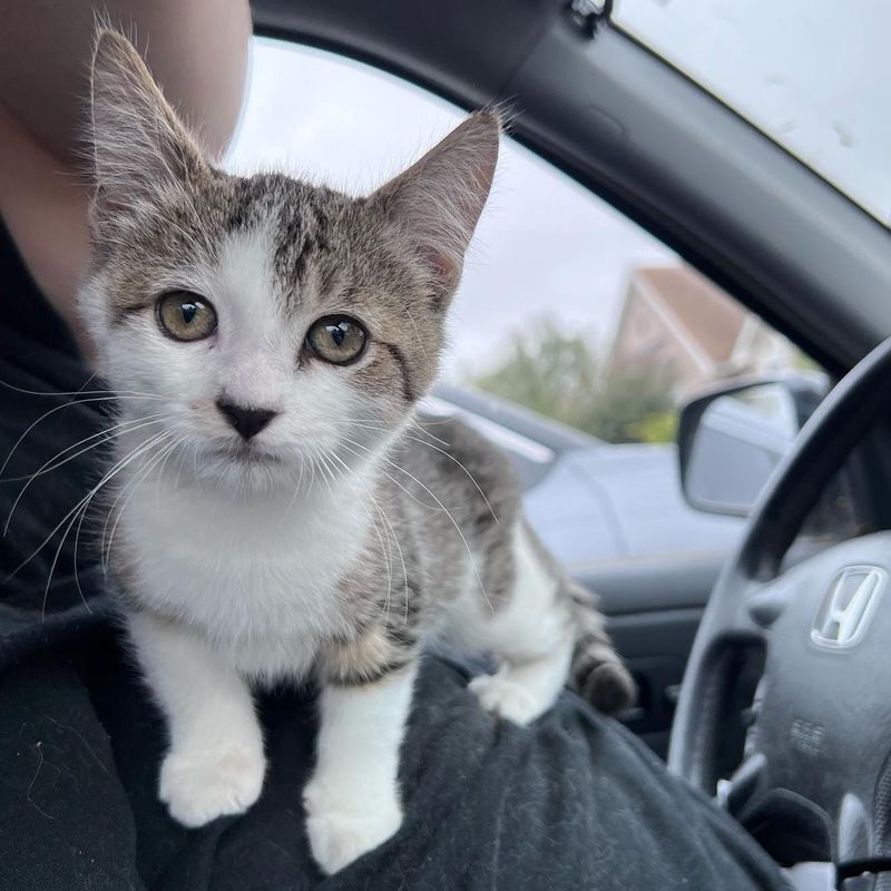 kitten found as stray