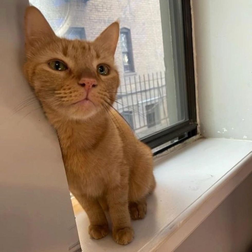 orange cat by window