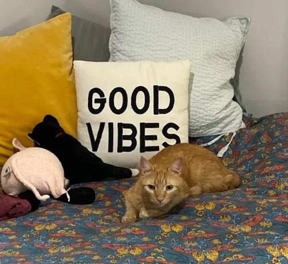 tabby cat good vibes