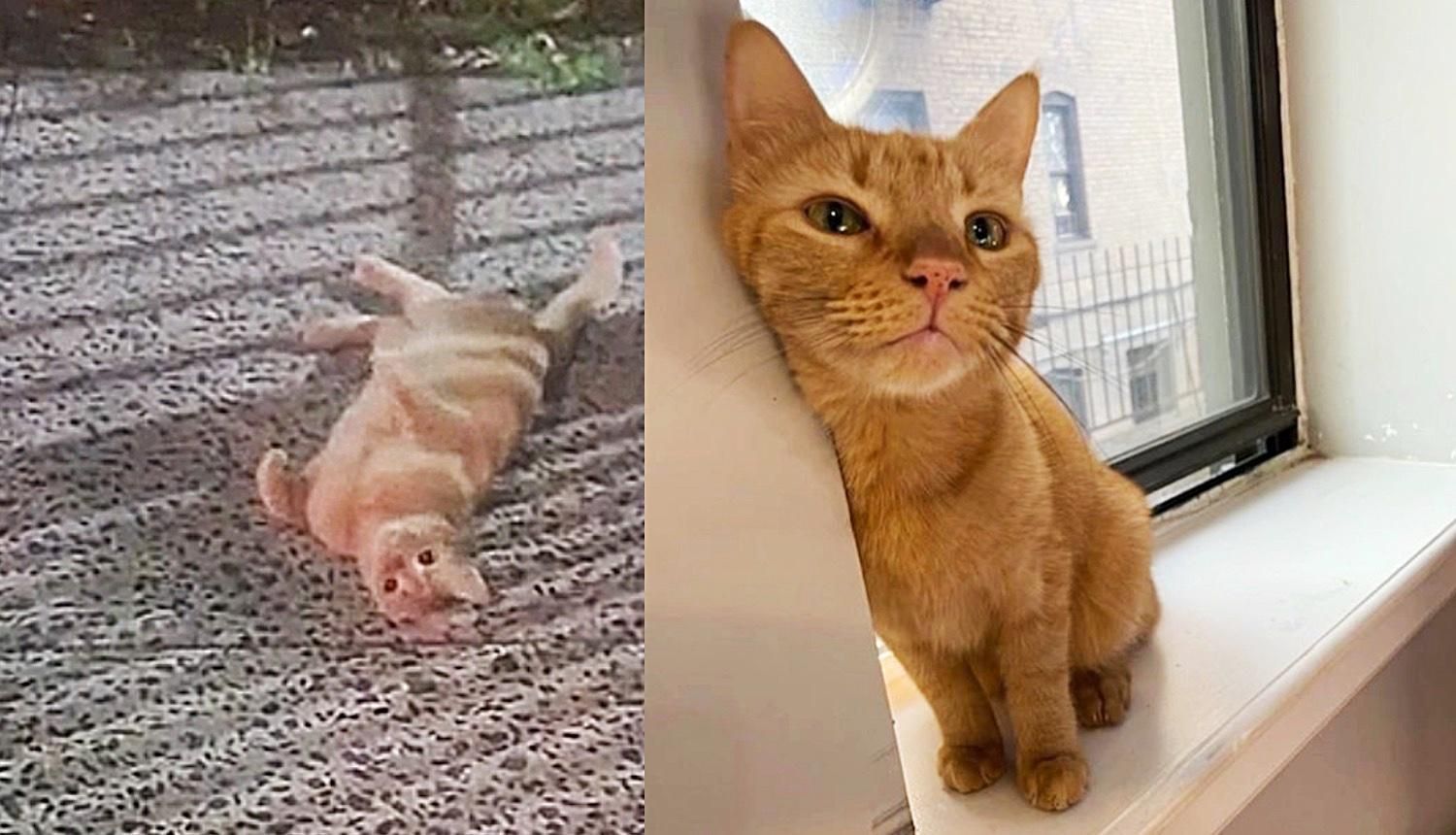 Found cheap orange cat