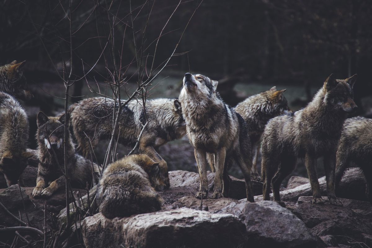 Our childhood fairytales got wolves wrong