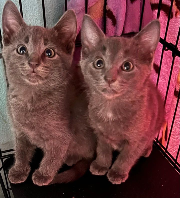 grey kitten brothers