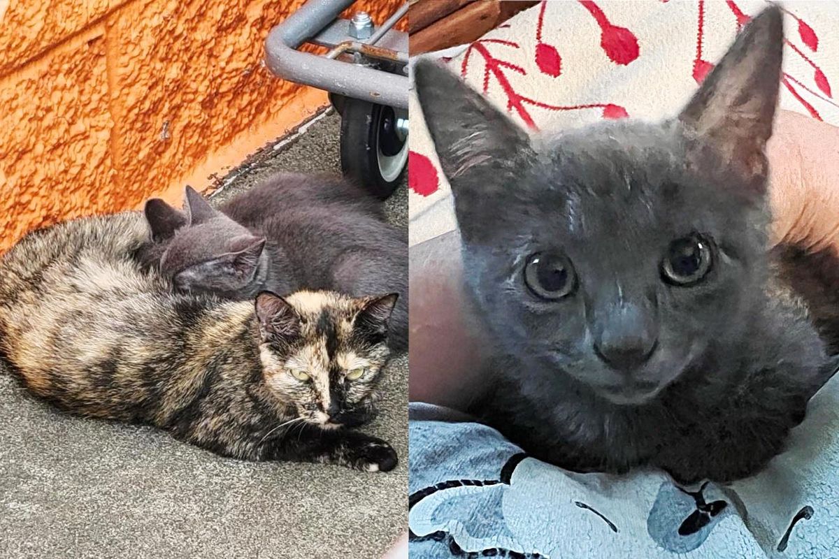 Cat Found Living Under Shopping Carts with Two Kittens, They Decide to Trust After 24 Hours Indoors