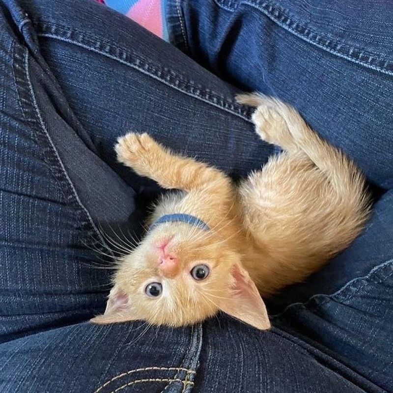 lap kitten big eyes