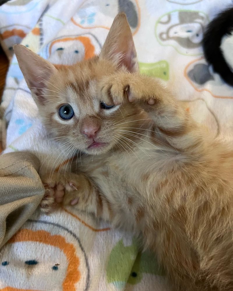 oboe tabby kitten