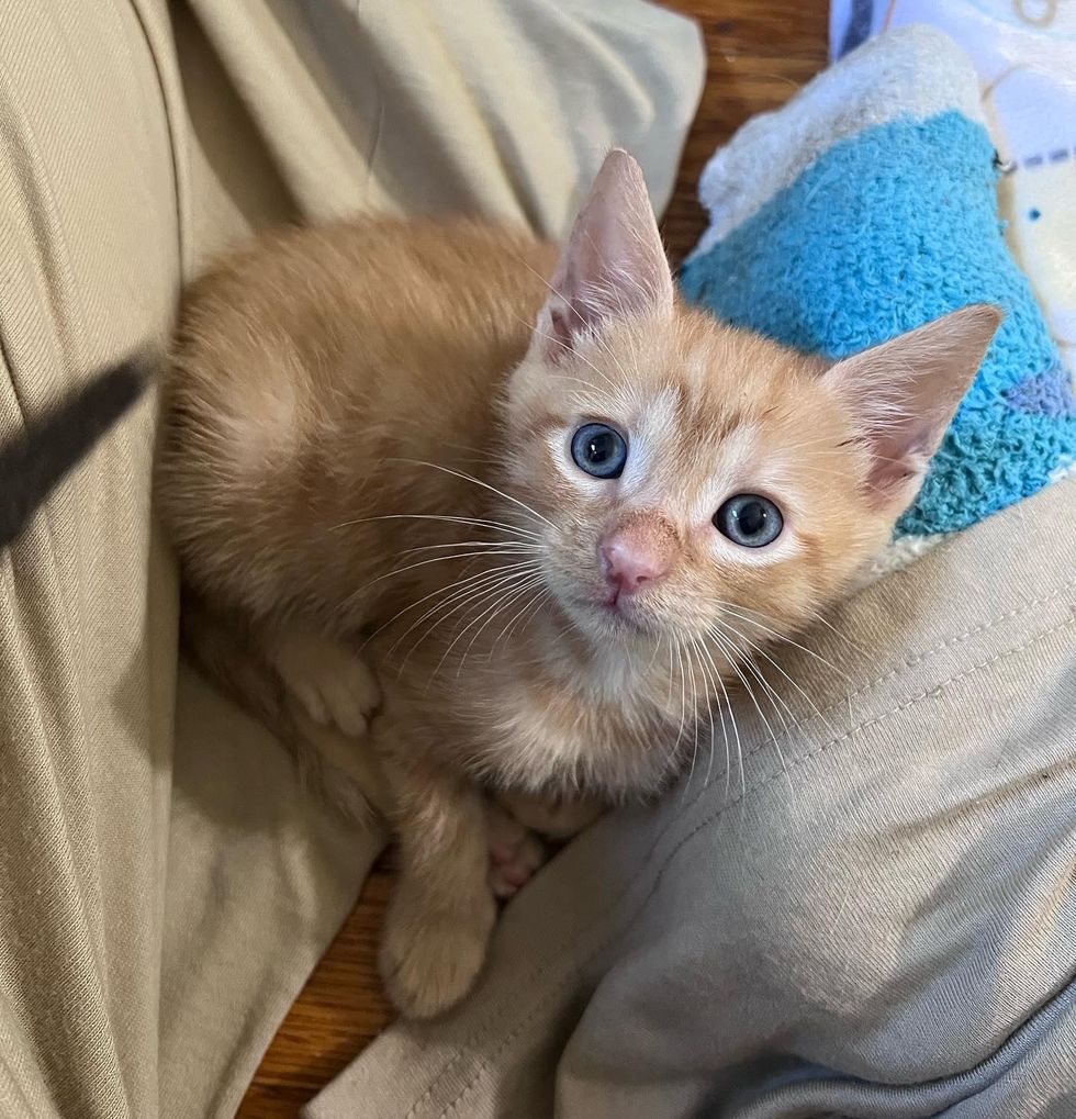 sweet orange kitten