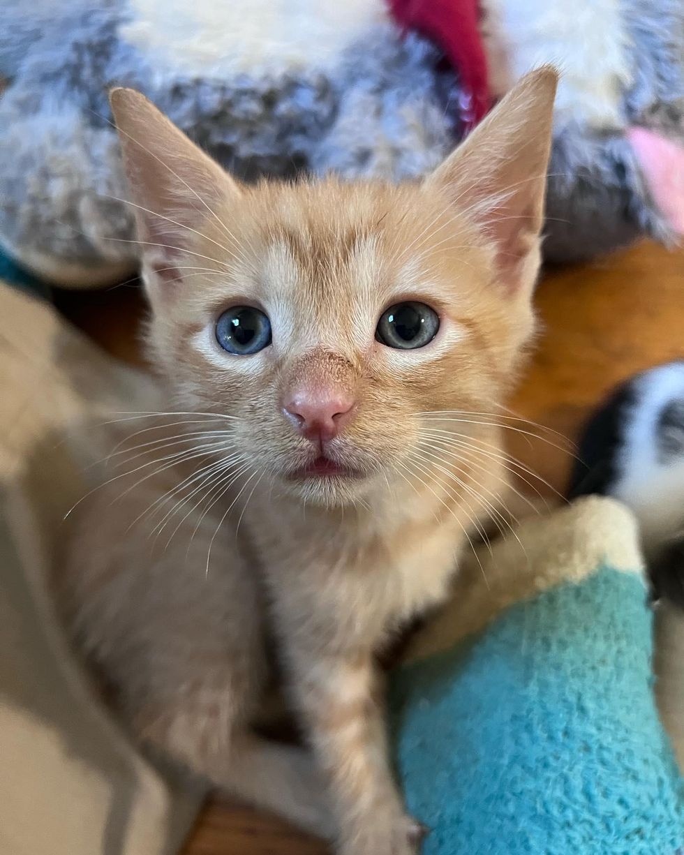 Kitten with 'Tail Meter' Curls Up on the Person Who Feeds Him After He ...