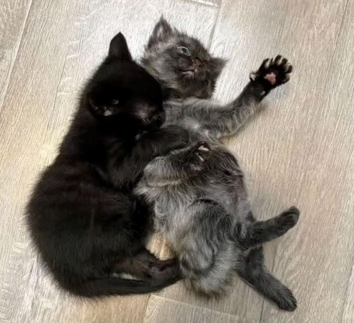 kitten wrestling brothers