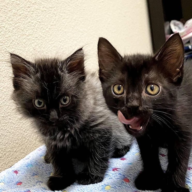 Duo, a Tiny Black Kitten Born With 2 Faces, is Stealing Hearts