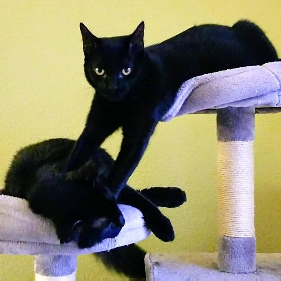 Laszlo and Lestat cat tree