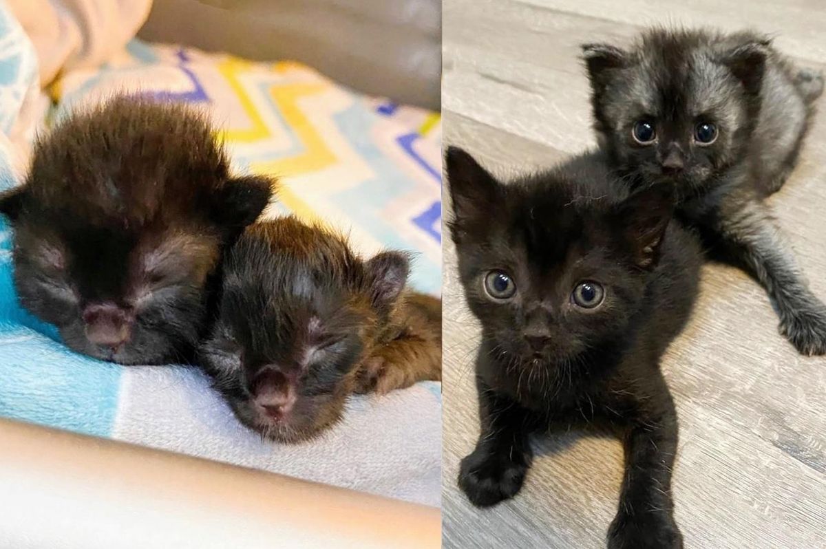 The Heartwarming Story of Two Cats Looking Out for Each Other Since They were Newborn Kittens