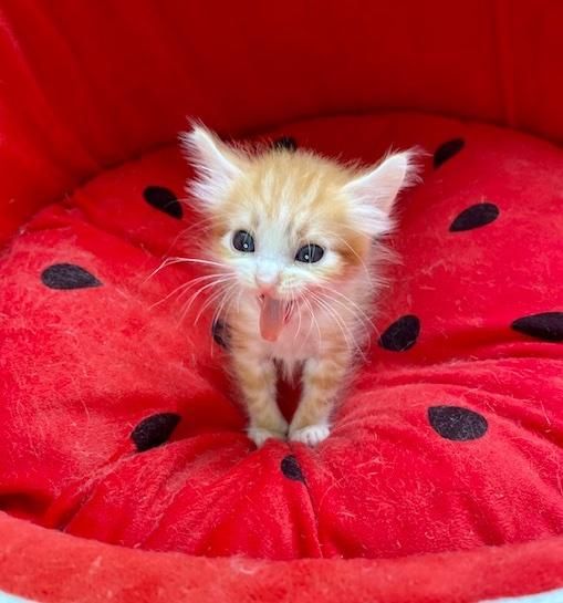 tiny kitten roaring in bed